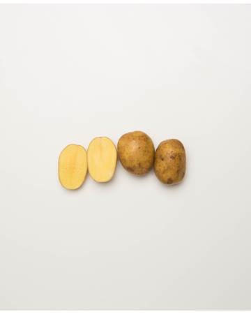 Potato-German-Butterball-C-1-of-1