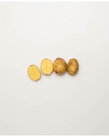 Potato-German-Butterball-D-1-of-1