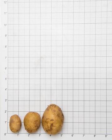 Potato-German-Butterball-Size-Grid-1-of-1