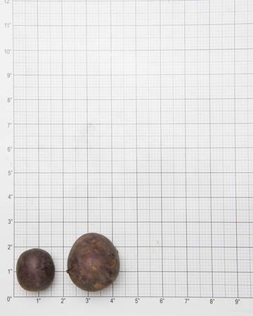 Potato-Huckleberry-Grid-1-of-1