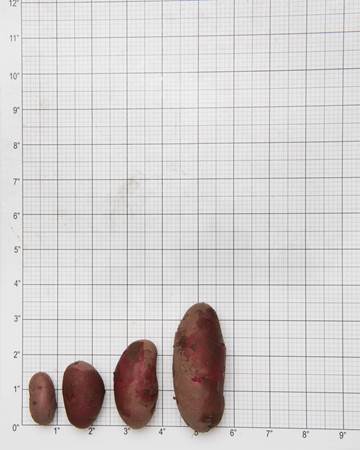 Potato-Red-Thumbl-Size-Grid-1-of-1